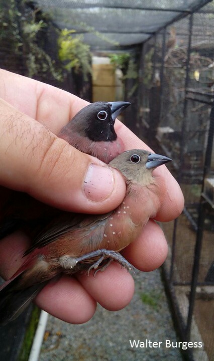 Vinaceous Firefinch